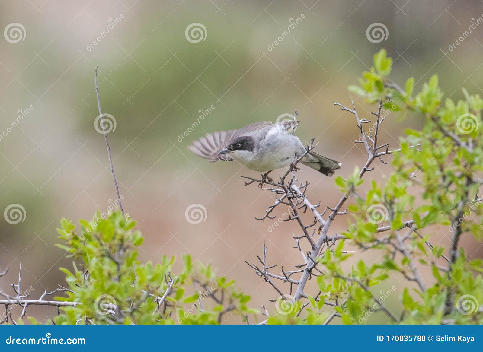 eastern orphean warbler ÃÂ (sylvia crassirostris)